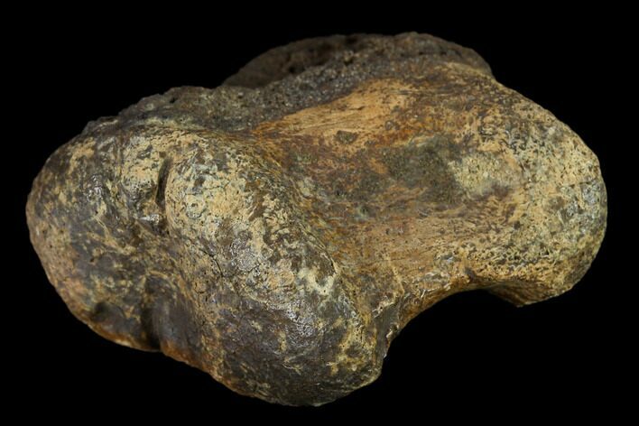 Ceratopsian Dinosaur Phalange - Alberta (Disposition #-) #134455